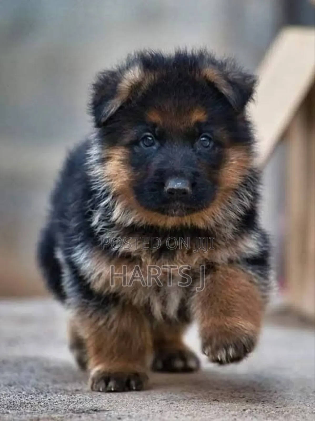 1-3 months Male Purebred German Shepherd