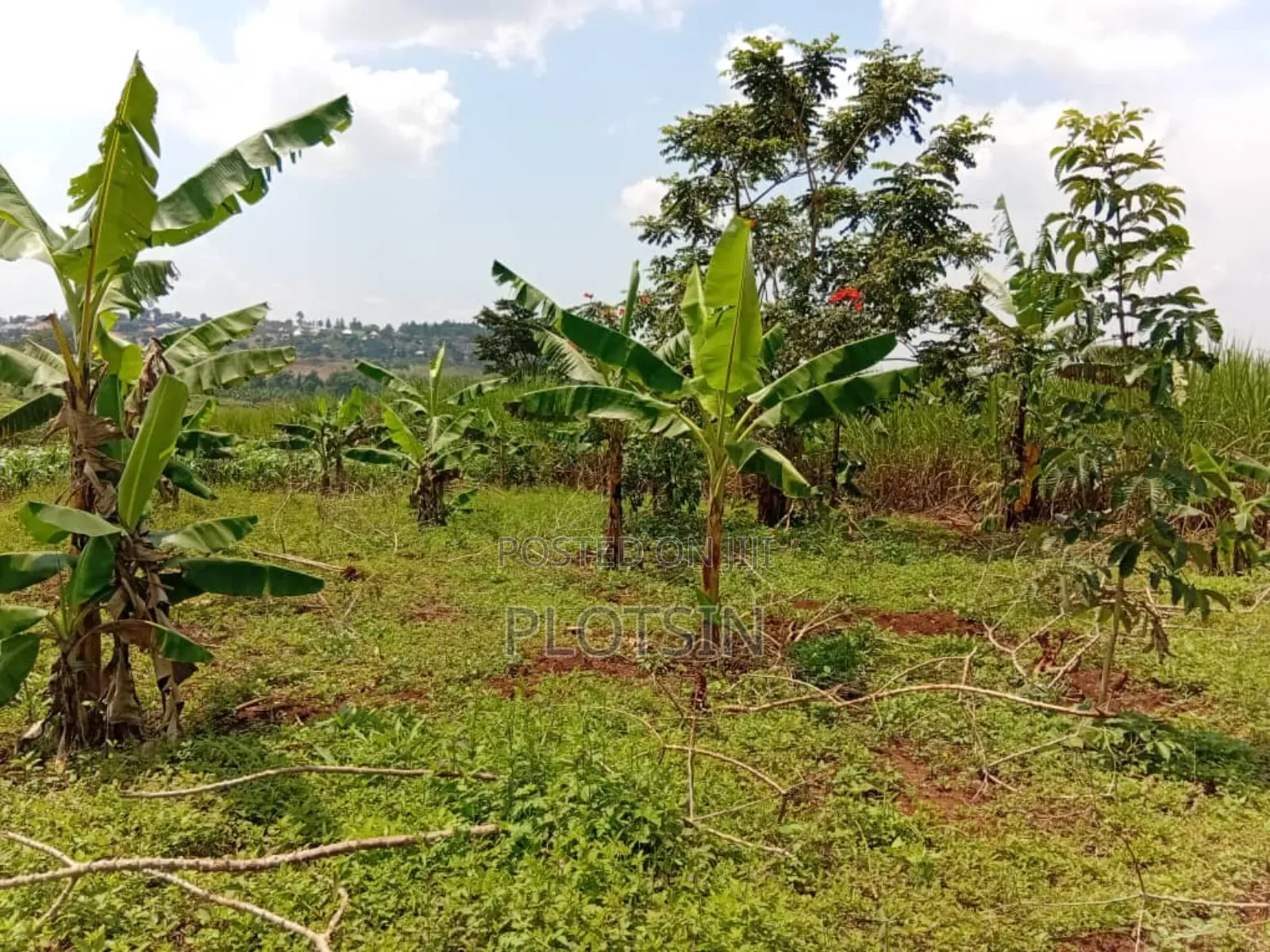 50x100ft Plot – Kyamagwa, Mafubira,Jinja City