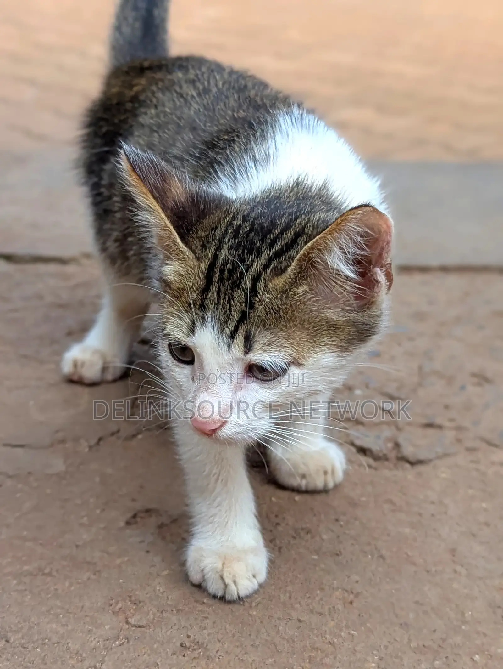 1-3 months Male Mixed Breed Bengal