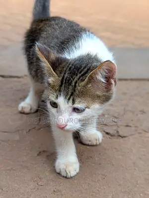 1-3 months Male Mixed Breed Bengal