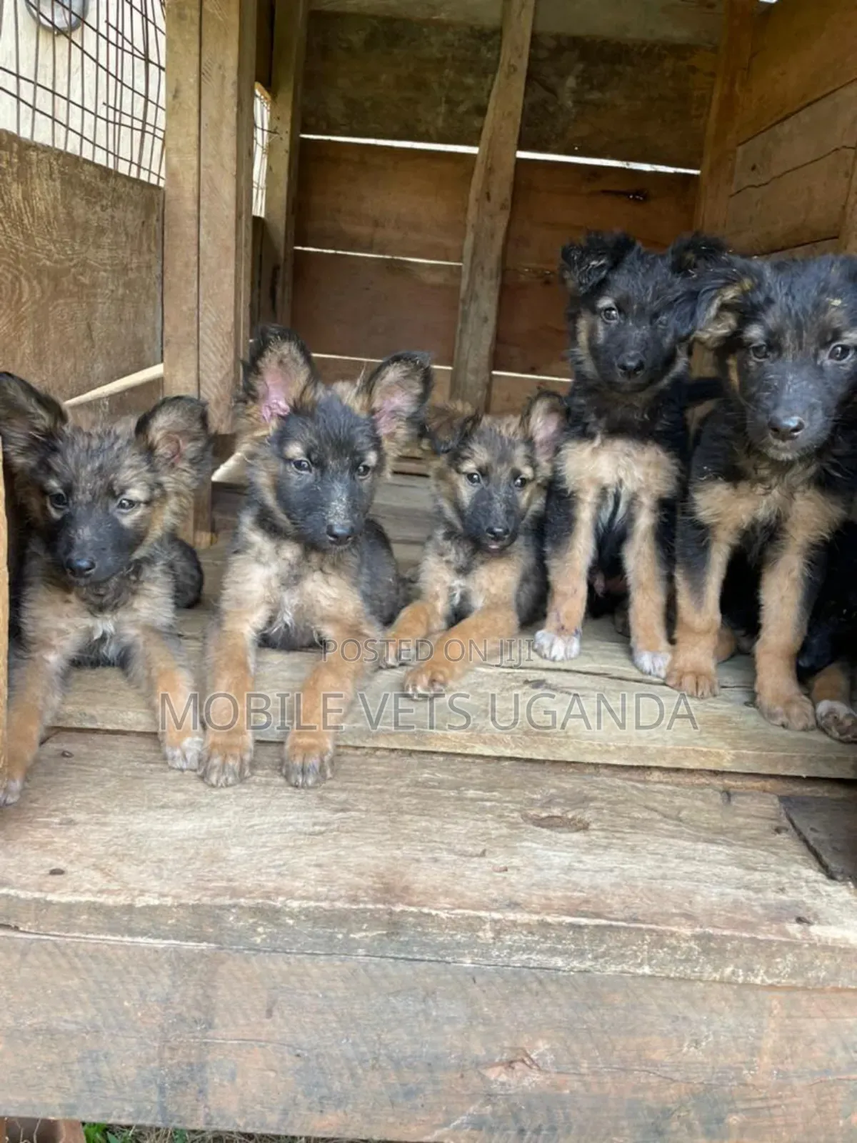 1-3 months Male Purebred German Shepherd