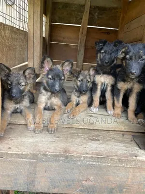 1-3 months Male Purebred German Shepherd