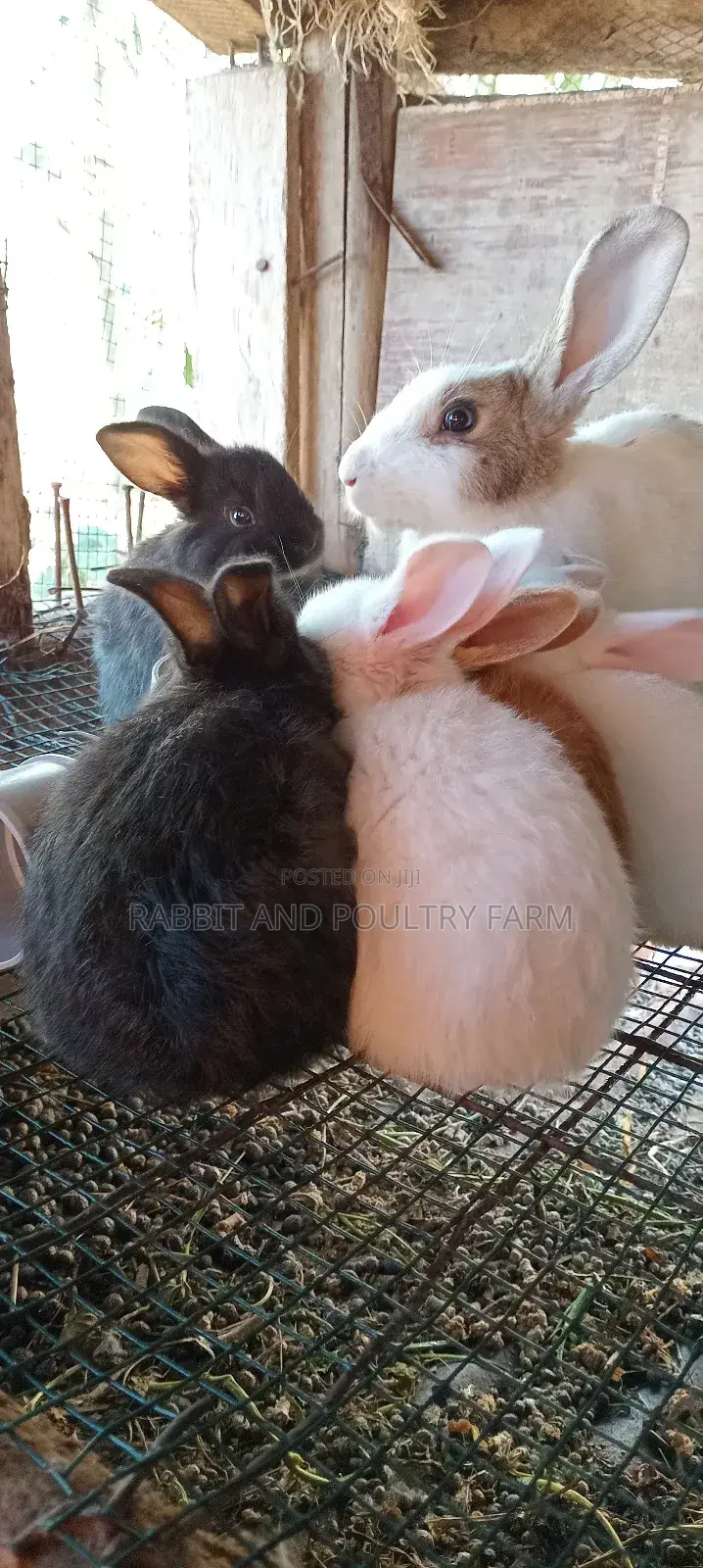 Mother Rabbit and Its Bunnies Cross Breed Newzealand(6 to 8 Bunnies)