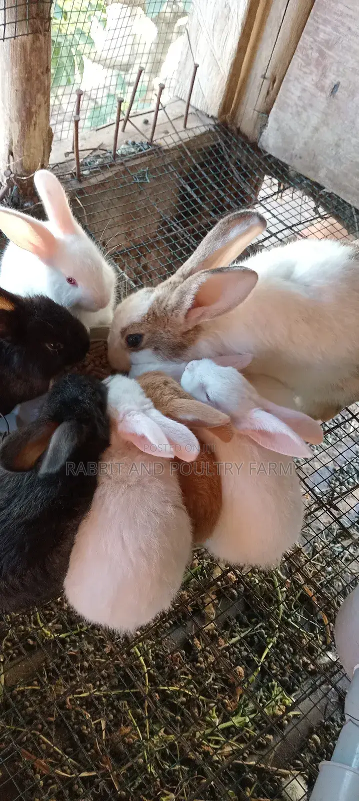 Mother Rabbit and Its Bunnies Cross Breed Newzealand(6 to 8 Bunnies)