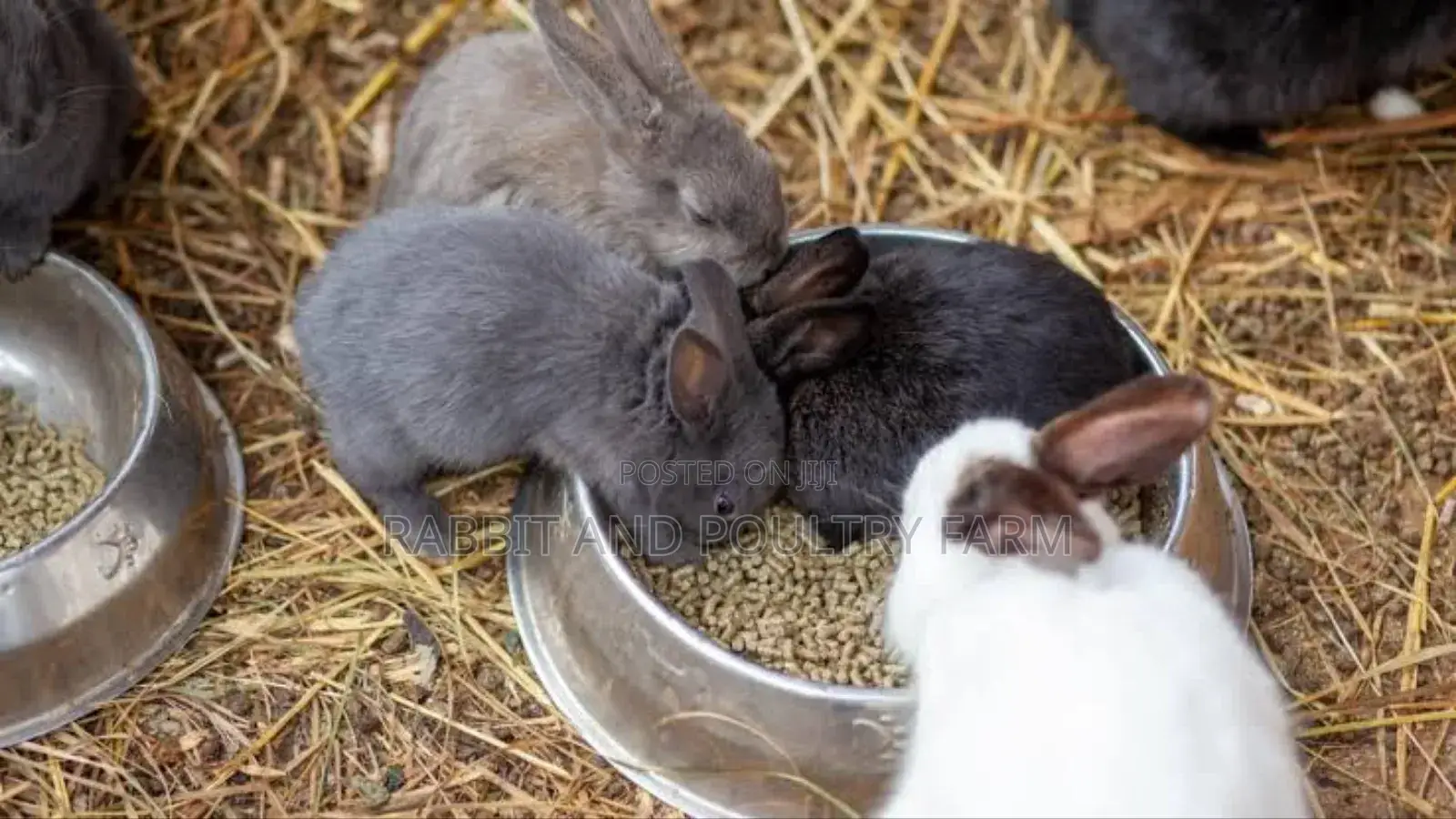 Rabbit Pellets (Munyonyo Rabbit and Poultry Farm)