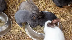 Rabbit Pellets (Munyonyo Rabbit and Poultry Farm)