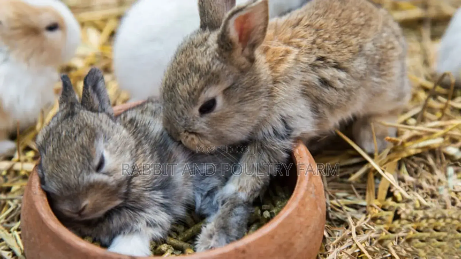 Rabbit Pellets (Munyonyo Rabbit and Poultry Farm)