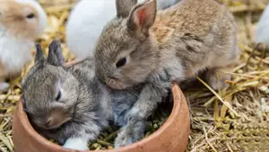 Rabbit Pellets (Munyonyo Rabbit and Poultry Farm)