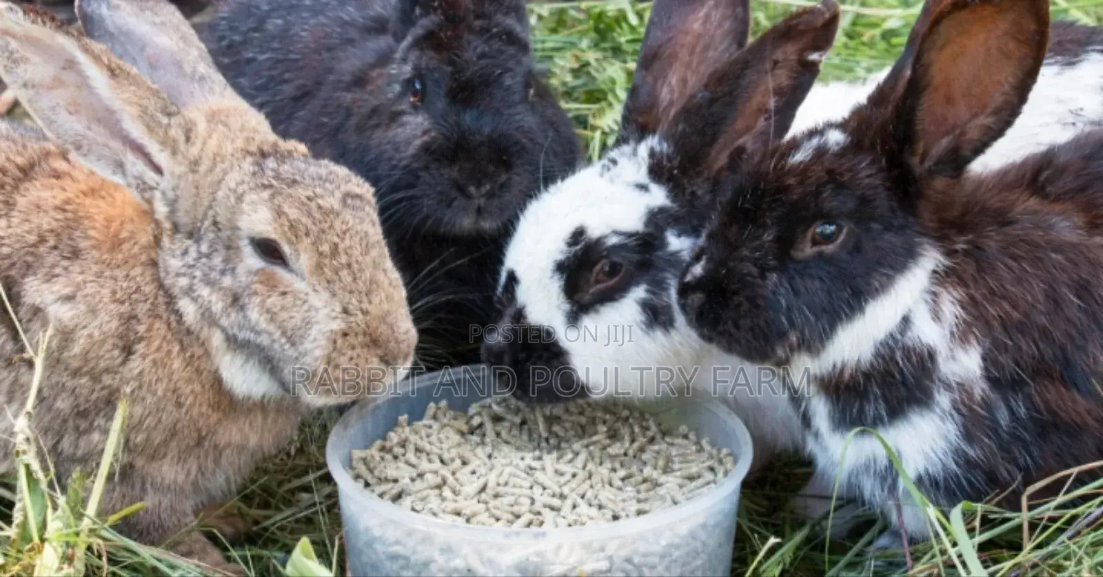 Rabbit Pellets (Munyonyo Rabbit and Poultry Farm)