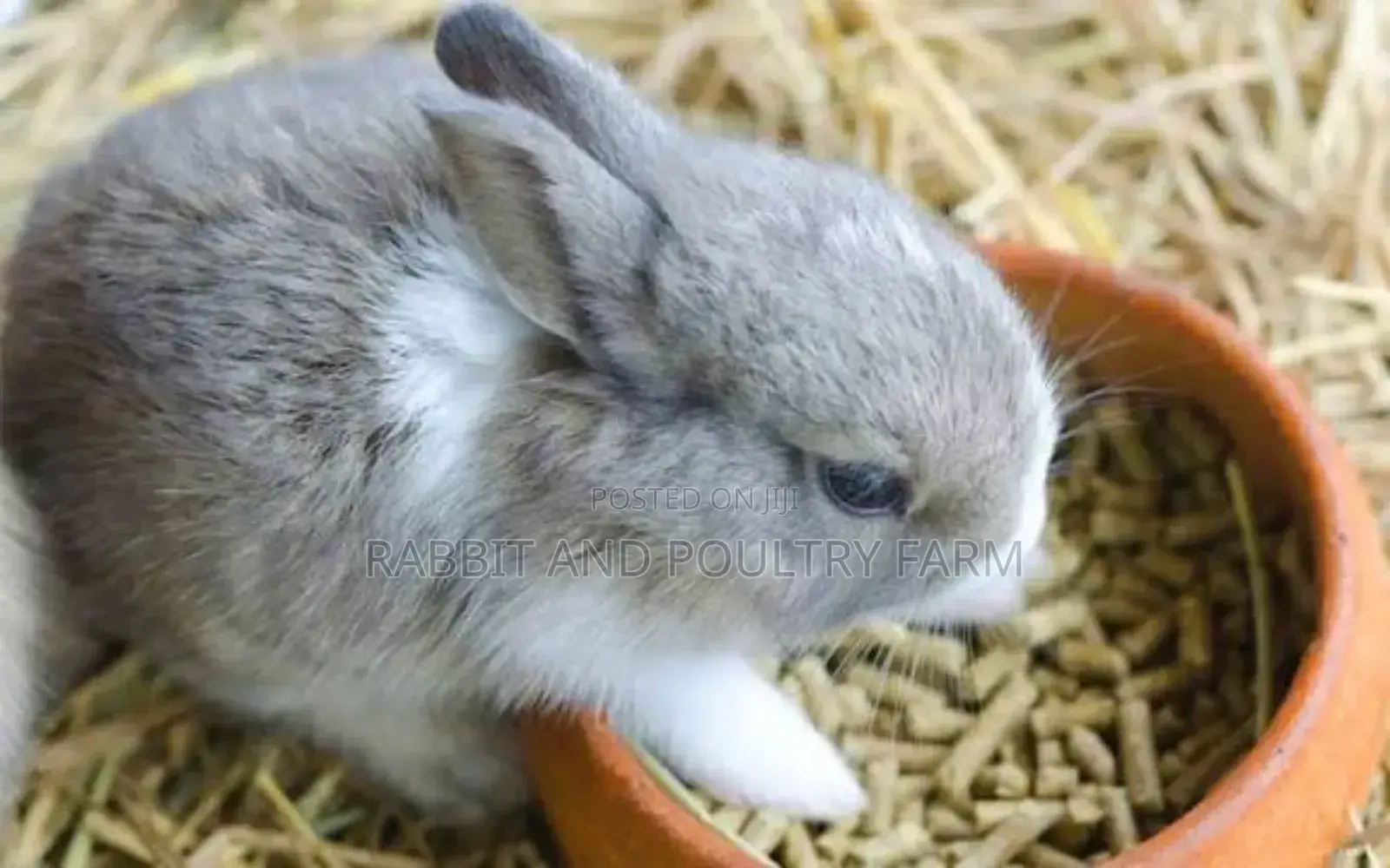 Rabbit Pellets (Munyonyo Rabbit and Poultry Farm)