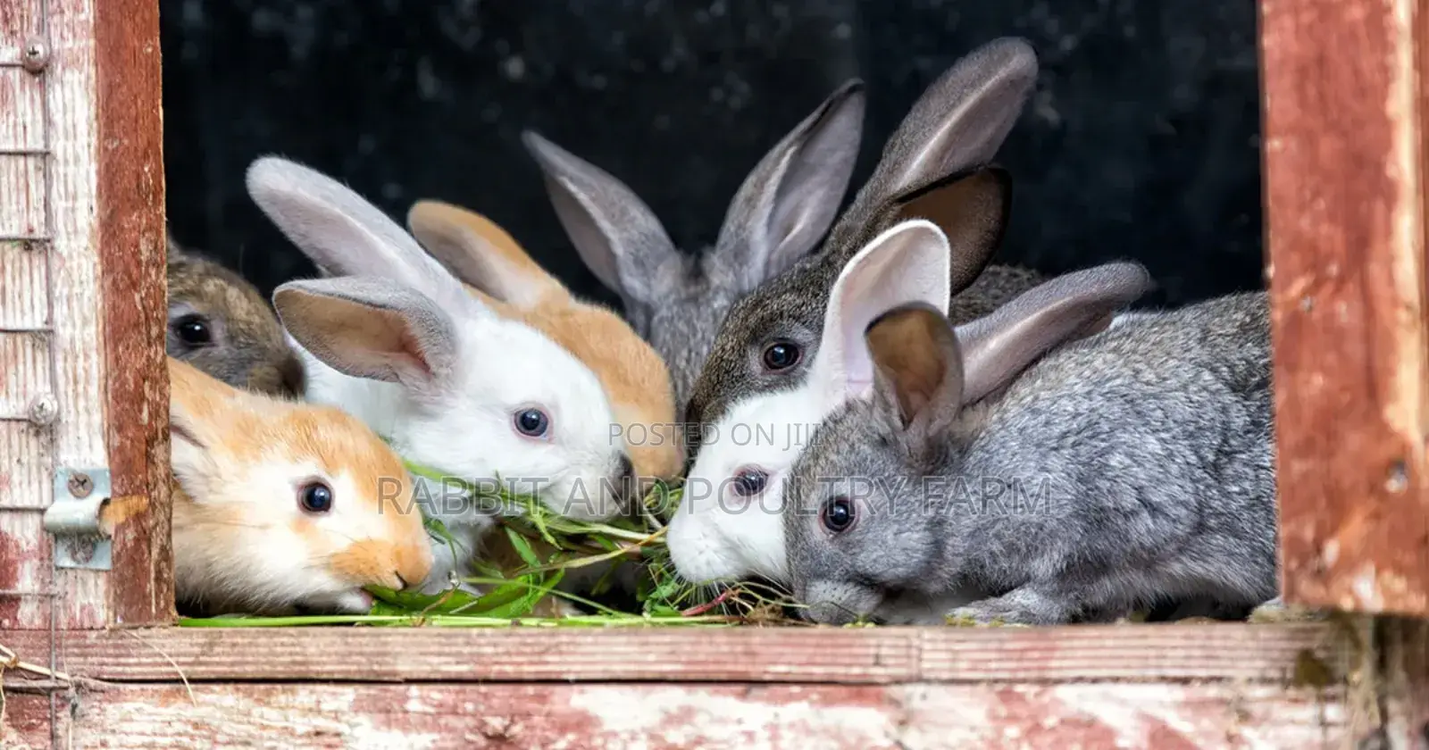 Rabbit Pellets (Munyonyo Rabbit and Poultry Farm)