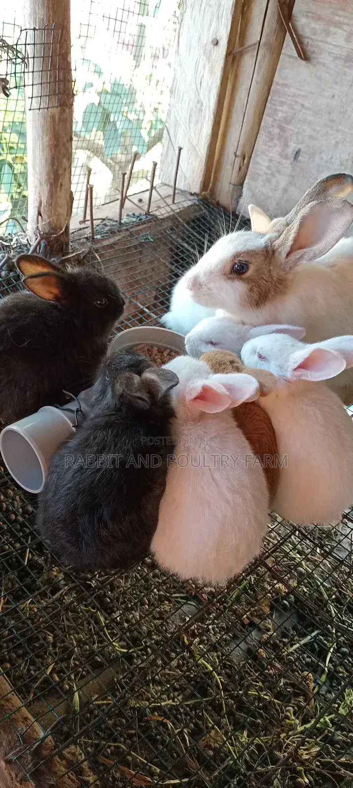 Rabbit Pellets (Munyonyo Rabbit and Poultry Farm)