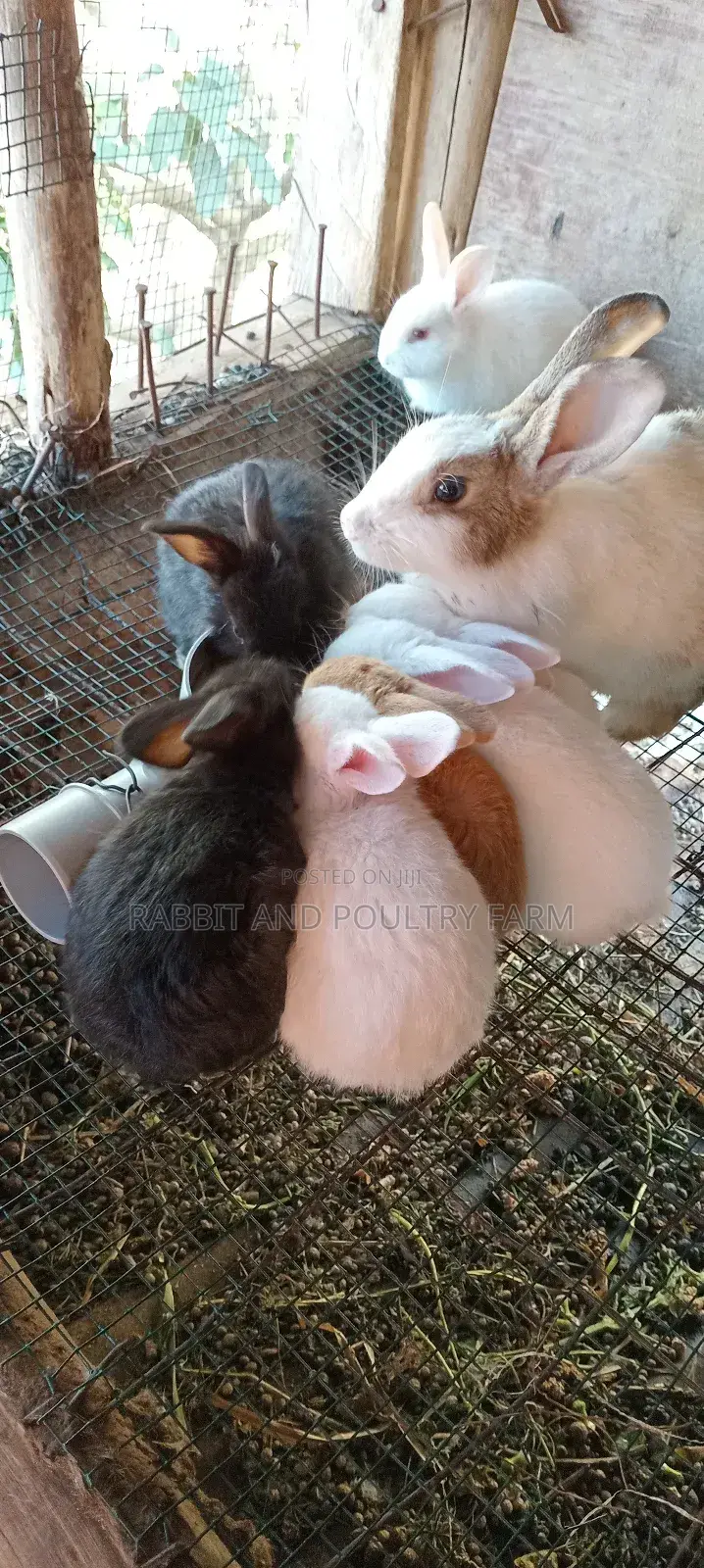 Rabbit Pellets (Munyonyo Rabbit and Poultry Farm)