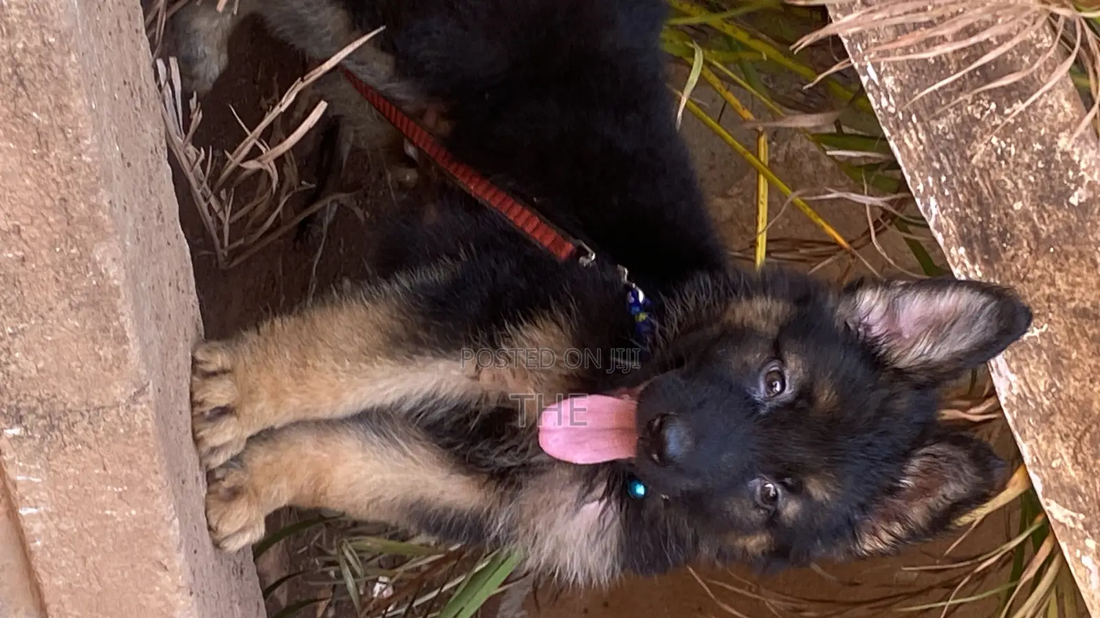 1-3 months Male Purebred German Shepherd