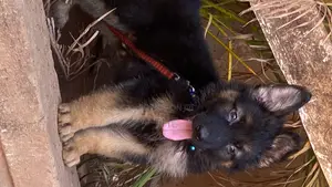 1-3 months Male Purebred German Shepherd