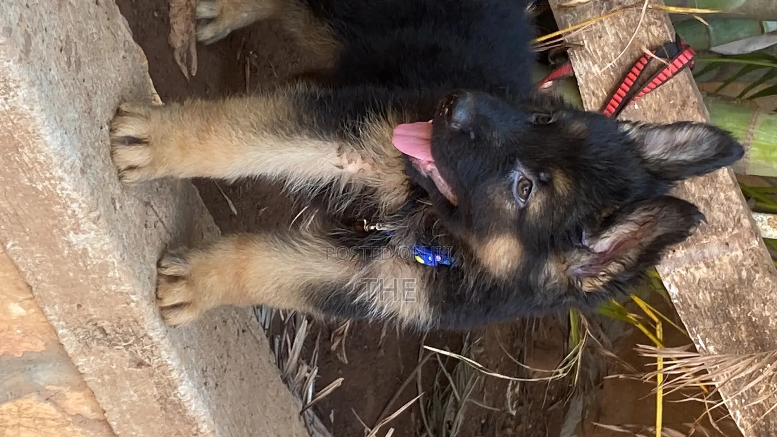 1-3 months Male Purebred German Shepherd