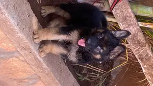 1-3 months Male Purebred German Shepherd