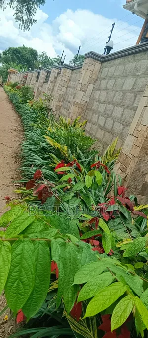 Hedges That Enhance Your Out Door Space.