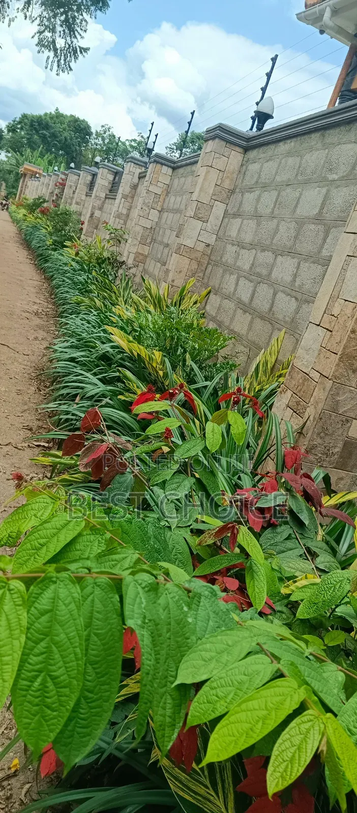 Hedges That Enhance Your Out Door Space.