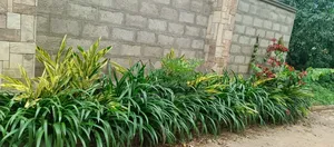Hedges That Enhance Your Out Door Space.