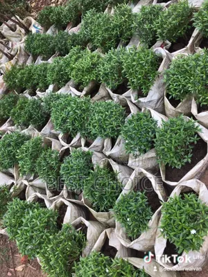 Flowers and Plants, Nature's Beauty Delivered