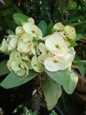 Flowers and Plants, Nature's Beauty Delivered