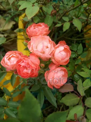 Flowers and Plants, Nature's Beauty Delivered