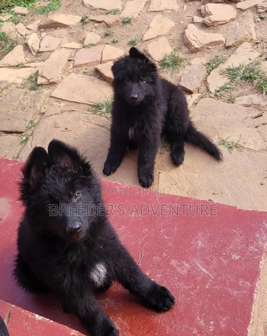 1-3 months Male Purebred German Shepherd