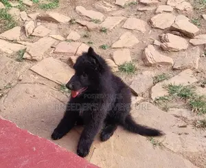 1-3 months Male Purebred German Shepherd