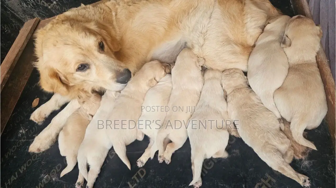 1-3 months Male Purebred Golden Retriever