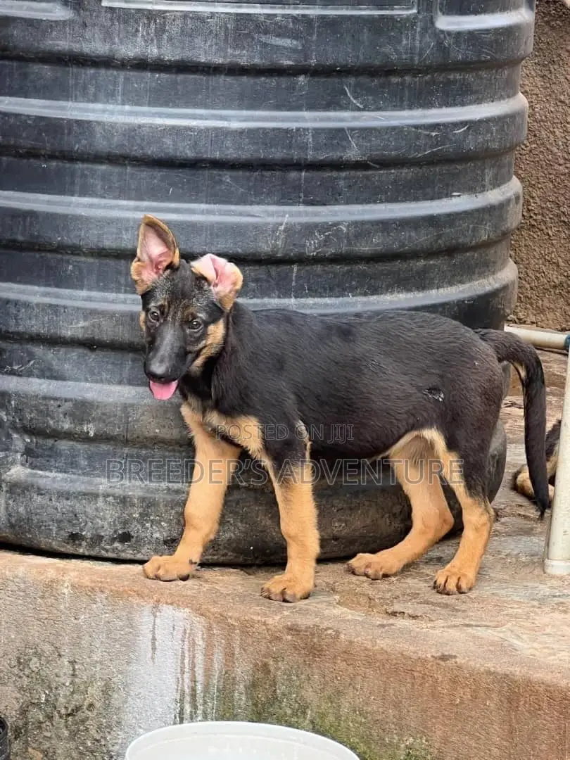 3-6 months Male Purebred German Shepherd