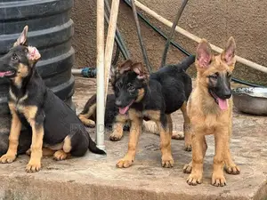 3-6 months Male Purebred German Shepherd