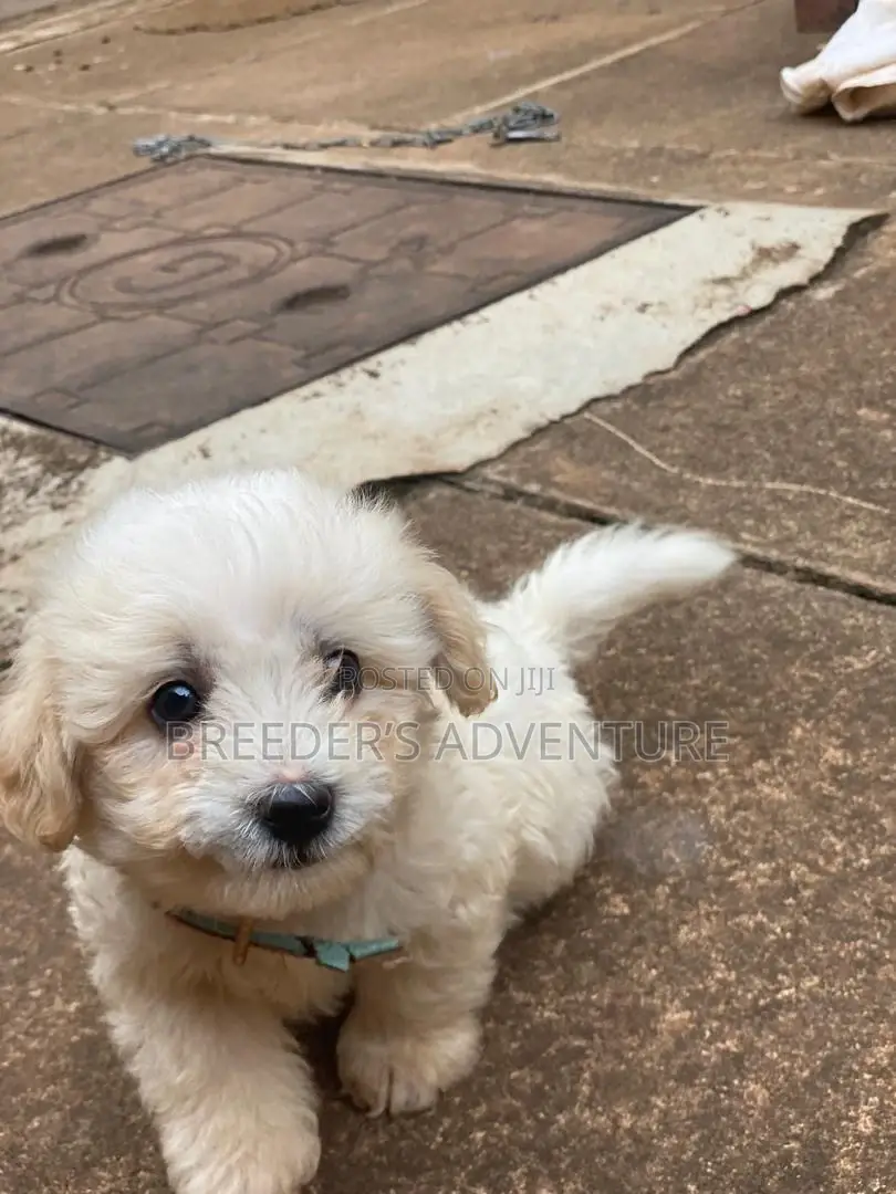 1-3 months Male Purebred Maltese