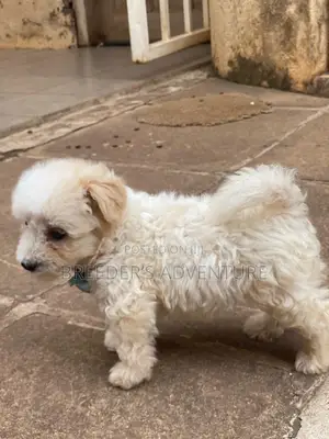 1-3 months Male Purebred Maltese