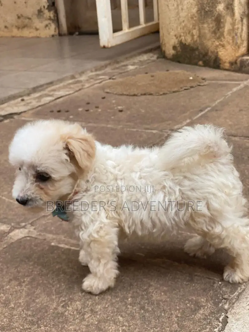 1-3 months Male Purebred Maltese