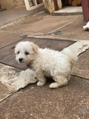 1-3 months Male Purebred Maltese