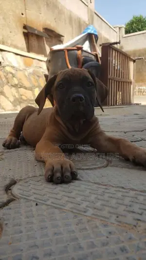 1-3 months Male Purebred Boerboel