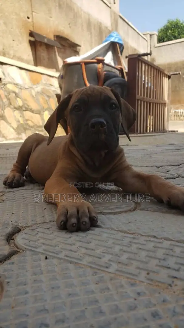 1-3 months Male Purebred Boerboel