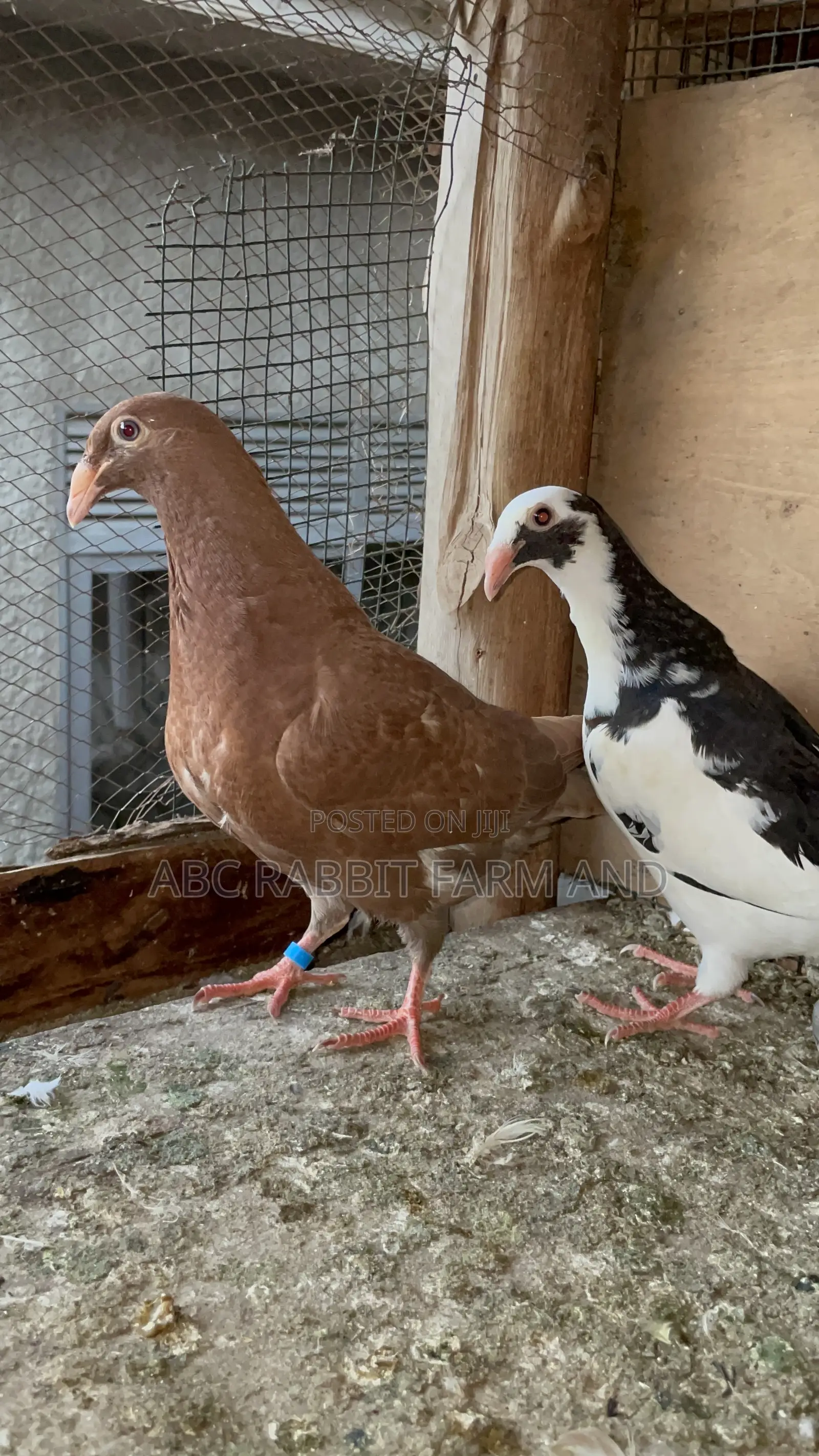 German Beauty Homer Pigeon