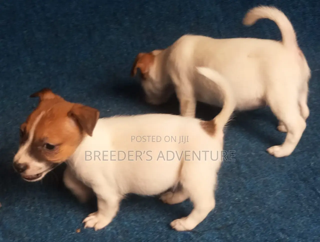 1-3 months Male Purebred Jack Russell Terrier