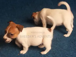 1-3 months Male Purebred Jack Russell Terrier