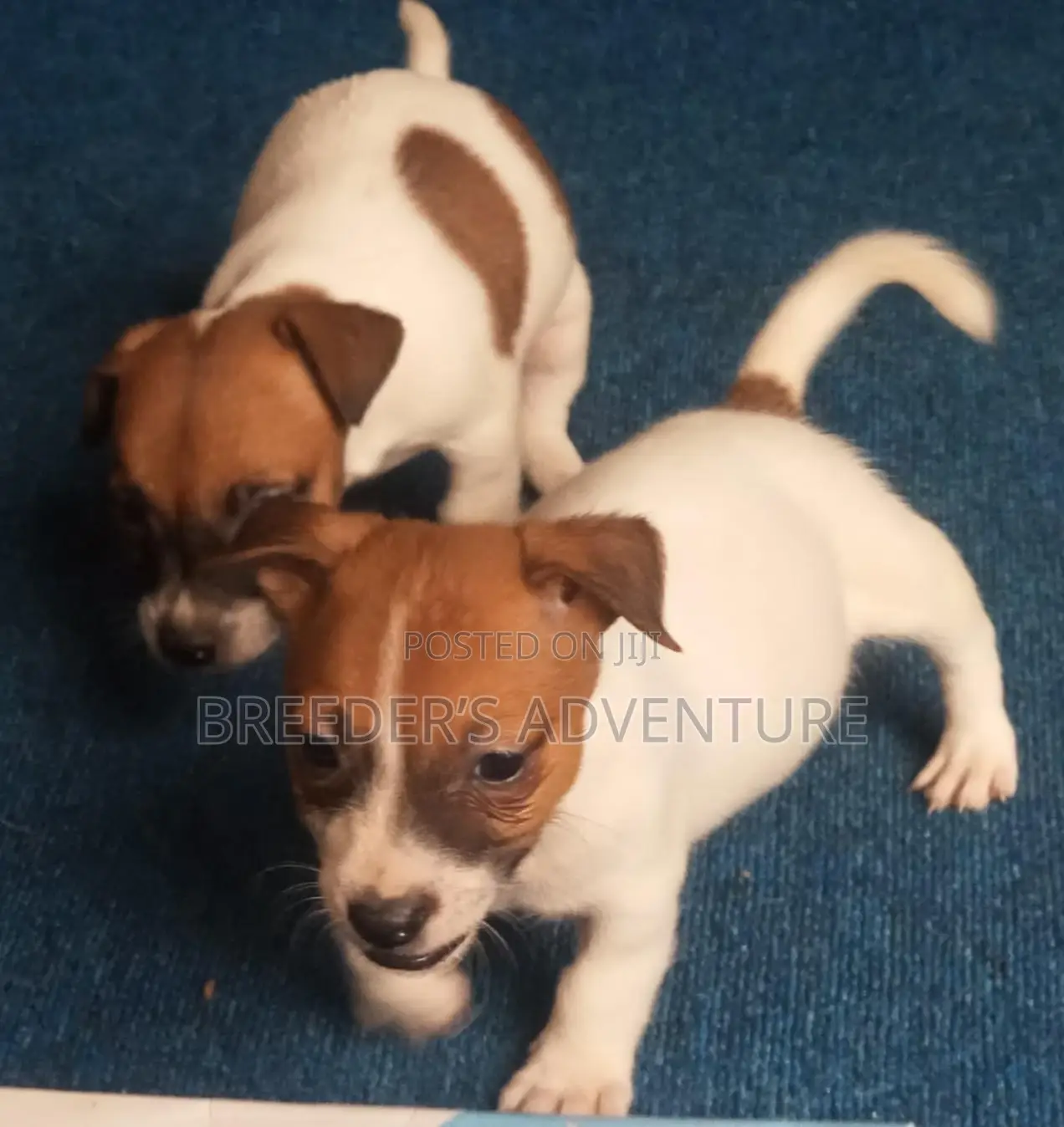 1-3 months Male Purebred Jack Russell Terrier