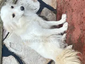 6-12 months Female Purebred Japanese Spitz