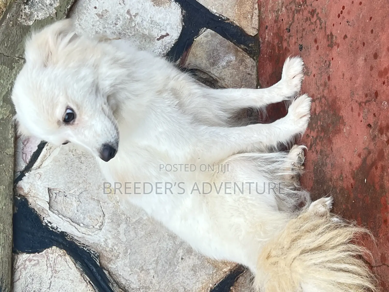 6-12 months Female Purebred Japanese Spitz