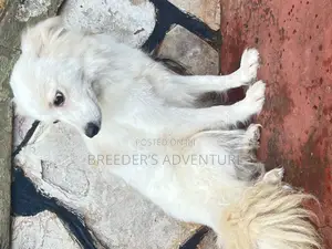 6-12 months Female Purebred Japanese Spitz