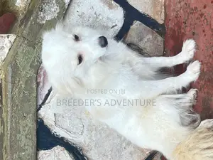6-12 months Female Purebred Japanese Spitz