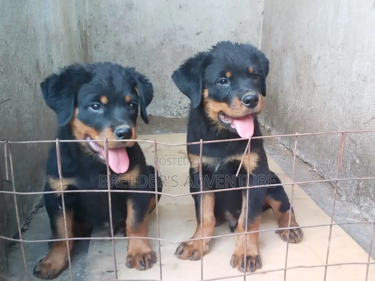 1-3 months Male Purebred Rottweiler