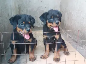 1-3 months Male Purebred Rottweiler
