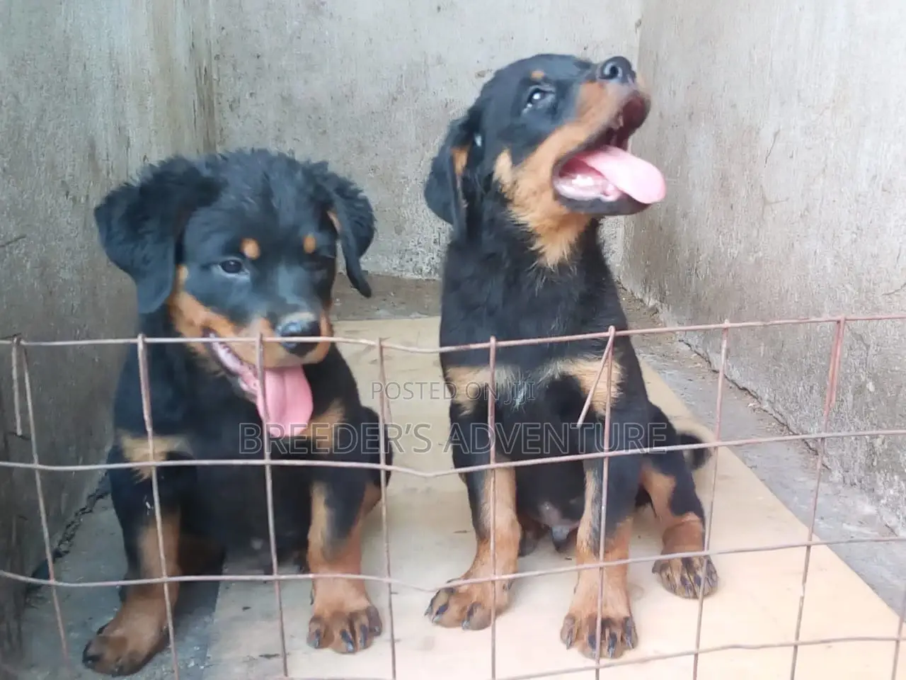 1-3 months Male Purebred Rottweiler