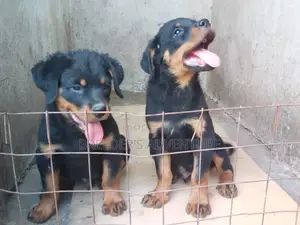 1-3 months Male Purebred Rottweiler